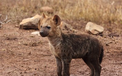 predators, hyena, baby