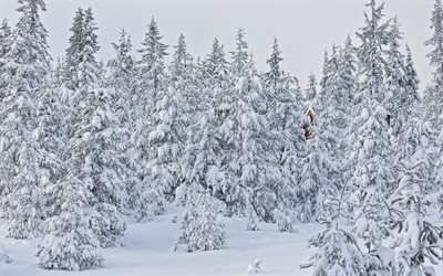 winter, snow, winter landscape, winter forest, tree, usa, oregon