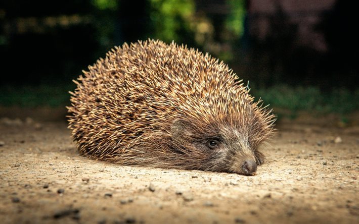 cute animals, hedgehog, forest, orderlies forests