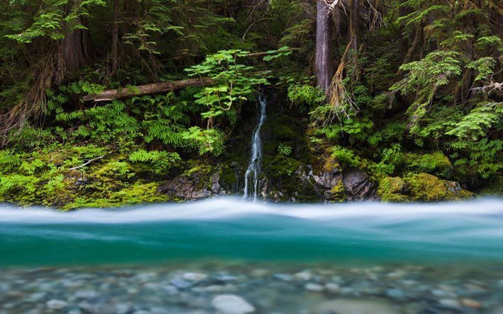 wasserfall, washington, bacon creek, jungle, fluss, stream, wasser, usa