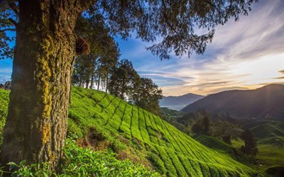 pahang, sommar, kullar, sluttningen av berget, teplantager, malaysia