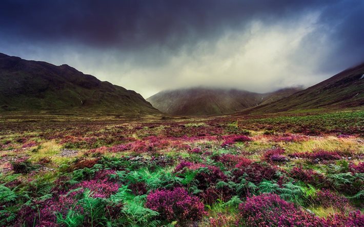 cloudy weather, fog, flower field, mountains, pleven flowers, valley