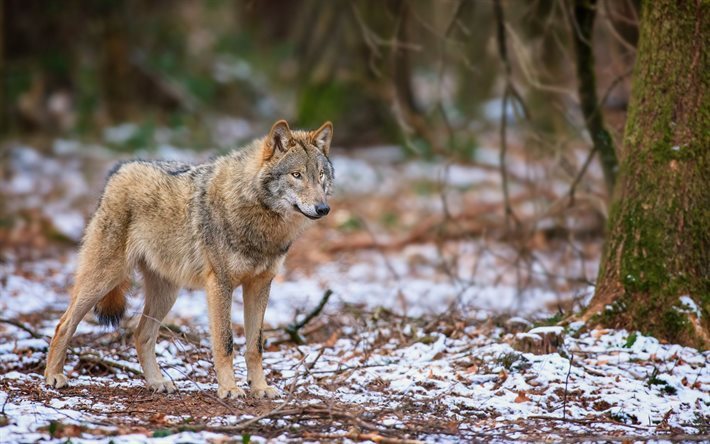 lobo, bosque, invierno, los depredadores