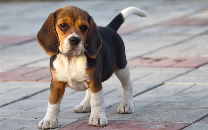 doggie, puppy, pavers, beagle, dogs