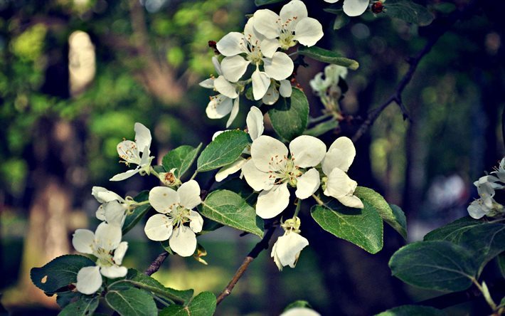 fleurs, printemps, fleurs de cerisier