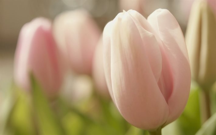 les tulipes, tulipes roses, un champ de fleurs, une tulipe