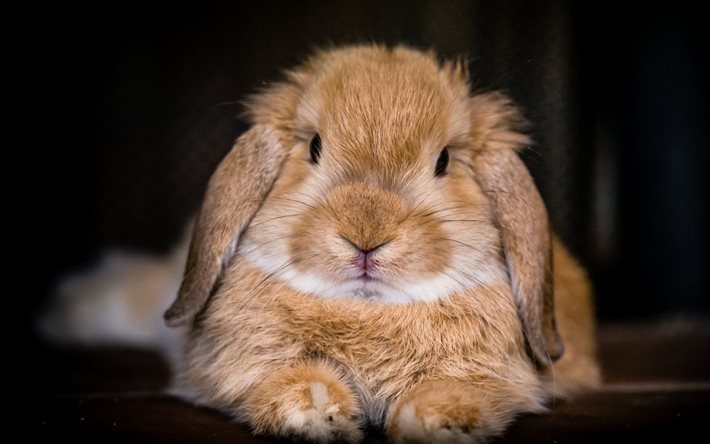 sevimli hayvanlar, kahverengi tavşan, tavşan, k&#252;&#231;&#252;k tavşan