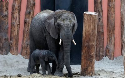 zoo, little elephant, elephants, elephant
