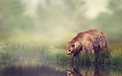 bear, lake, green grass, wildlife