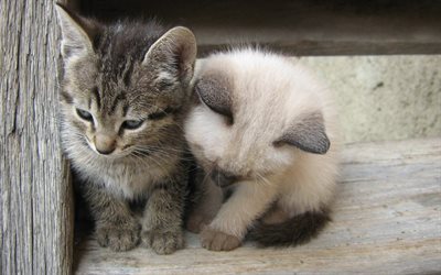 two cats, cute animals, kittens, grey kitten