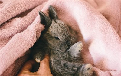 الحيوانات لطيف, الحيوانات الصغيرة, الأرنب الصغير, الأرانب