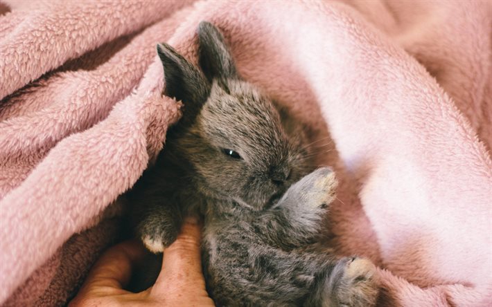 cute animals, small animals, little rabbit, rabbits