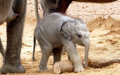 elephants, africa, little elephant, grey elephant