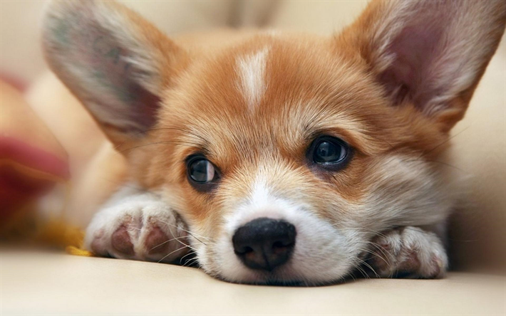 ダウンロード画像 ウェルシュコーギー 近 かわいい犬 ペット コーギー 犬 かわいい動物たち ウェルシュコーギー犬 ペンブロークウェルシュコーギー フリー のピクチャを無料デスクトップの壁紙