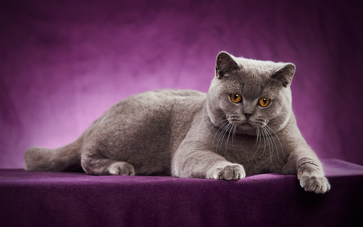 British Shorthair, gray cat, domestic cat, pets, cats, yellow eyes, cute animals, British Shorthair Cat
