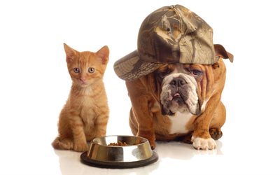 El Bulldog ingl&#233;s, el jengibre, gatito, gato y perro, animales lindos, gatito y perrito, peque&#241;os animales, mascotas, perros, 4k