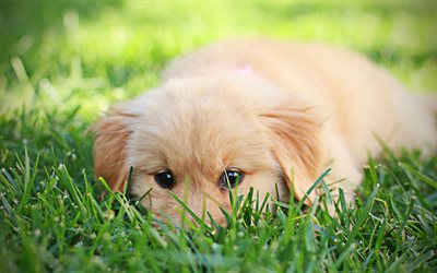 ゴールデンレトリーバー, かわいい子犬, 4k, ラブラドール, 犬, 芝生, ペット, かわいい犬, ゴールデンレトリーバー犬