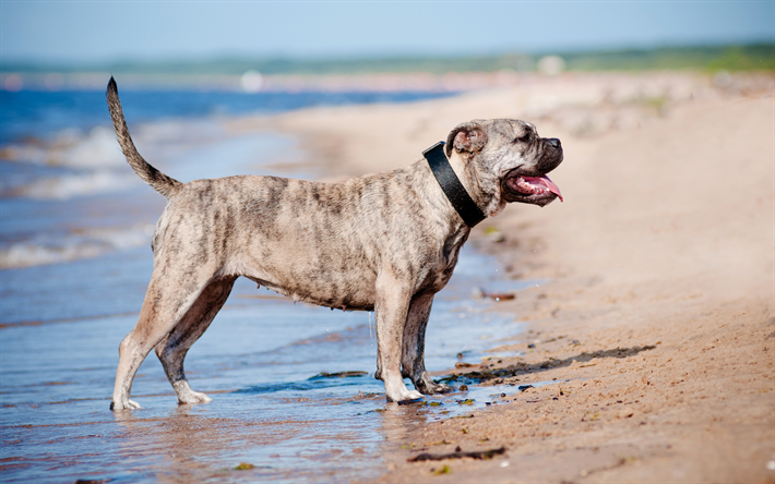 Ca de Bou, Perro de Presa Mallorquin, 4k, big gray dog, pets, coast, river, dogs