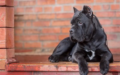 Cane Corso, 4k, الكلب الأسود الكبير, الحيوانات الأليفة, الحيوانات لطيف, الكلاب