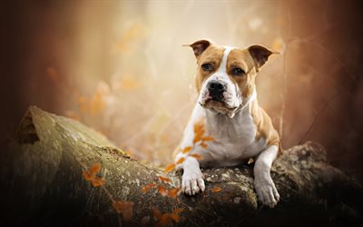 Staffordshire Bull Terrier, outono, floresta, bokeh, cachorros, animais fofos, animais de estima&#231;&#227;o, c&#227;o preto, Staffordshire Bull Terrier C&#227;o