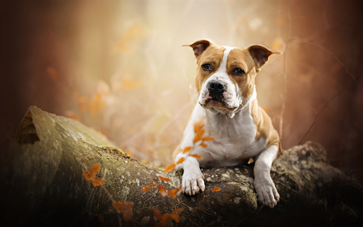 Le Staffordshire Bull Terrier, automne, for&#234;t, bokeh, des chiens, des animaux mignons, des animaux de compagnie, chien noir, le Staffordshire Bull Terrier Chien