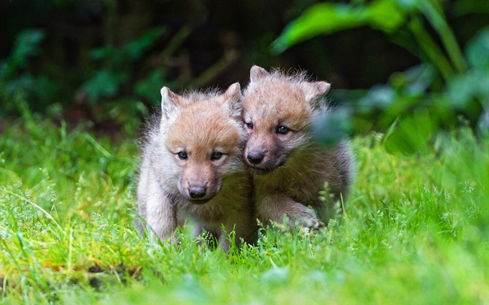 pouco filhotes de lobo, animais fofos, a vida selvagem, pequenos lobos, grama verde, animais engra&#231;ados, lobos