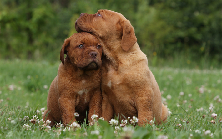 英語Mastiff, 4K, 小さな茶色の子犬, かわいい小動物, ペット, 子犬, 犬, 緑の芝生, 英語の品種の犬