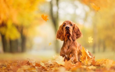 english cocker spaniel, brown curly dog, cute animals, autumn, yellow leaves, pets, dogs, spaniels