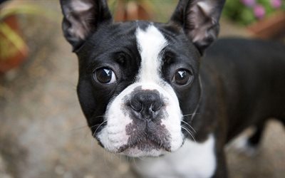 bulldog franc&#233;s, close-up, perros, lindo perro, negro, mascotas, animales lindos, bulldogs