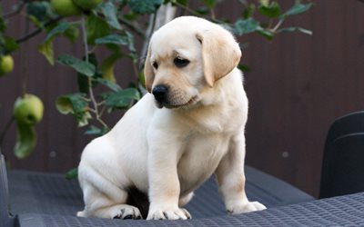 4k, beige labrador puppy, cute little animals, pets, dogs, small golden retriever, puppies