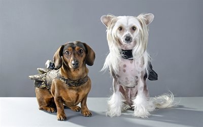 Chinese Crested Dog, 4k, brown dachshund, animais engra&#231;ados, cachorros, ra&#231;as de p&#234;lo de c&#227;es