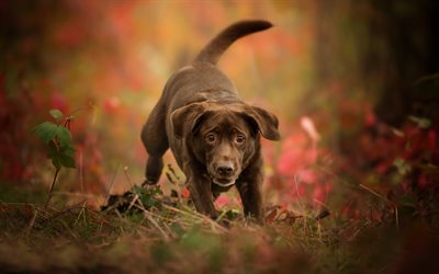 Chesapeake Bay Retriever, el bosque, los perros, el marr&#243;n del perro, mascotas, animales lindos, Chesapeake Bay Retriever Perro