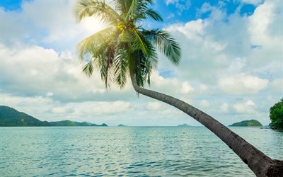 palm &#252;ber den ozean, sonnenuntergang, meer, tropische insel, abend, sommer, thailand