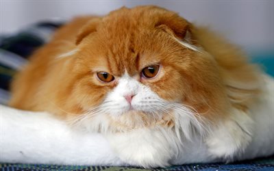 生姜スコットランド折り猫, 面白い猫, 4k, ふわふわのしょうが猫, かわいい動物たち, 猫