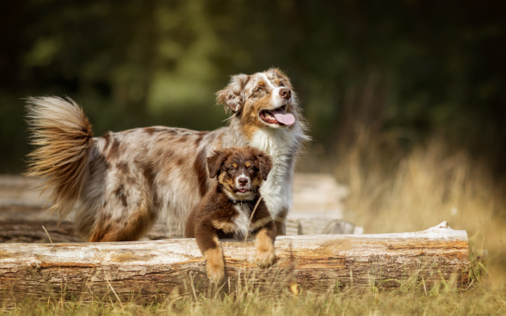 4k, Australian Shepherd, mother and cub, pets, dogs, Aussie, forest, Australian Shepherd Dog, puppy, cute animals, Aussie Dog