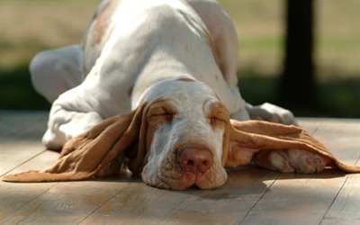 Bracco Italiano, النوم الكلب, الحيوانات الأليفة, الحيوانات لطيف, الكلاب, Bracco Italiano الكلب