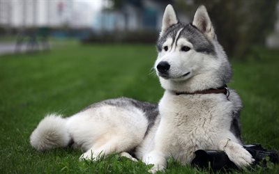 Alaskan Malamute, 4k, أبيض رمادي الكلب, الحيوانات الأليفة, أجش, الكلب على العشب, الحيوانات لطيف, الكلاب