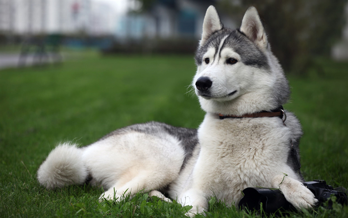 Alaskan Malamute, 4k, bianco, grigio, cane, animali domestici, husky, cane sull&#39;erba, simpatici animali, cani in