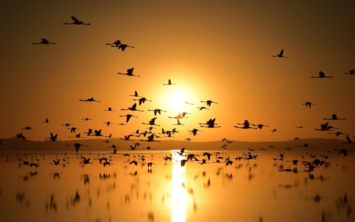 بحيرة الملح, غروب الشمس, طيور النحام, الحياة البرية, تركيا, Phoenicopterus