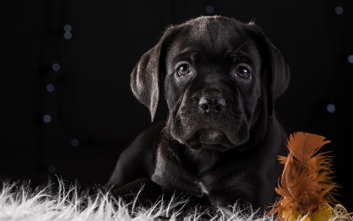 Cane corso, 4k, small cute black puppy, small black dog, pets, puppies, dogs