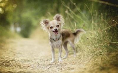 Chihuahua, pequena luz cinza c&#227;o, animais de estima&#231;&#227;o, floresta, caminho, animais fofos, cachorros
