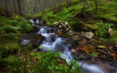 forest waterfall, mountain stream, cloudy weather, forest, ecology, environment