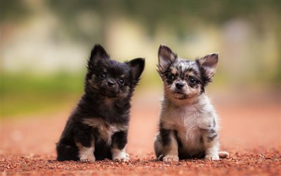 Chihuahua, bokeh, la amistad, perros, cachorros, peque&#241;o chihuahua, amigos, animales lindos, mascotas, Perro Chihuahua