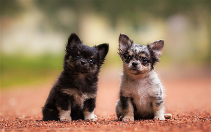 Chihuahua, etkisi, dostluk, k&#246;pekler, yavru, k&#252;&#231;&#252;k chihuahua, arkadaş, sevimli hayvanlar, hayvanlar, Chihuahua K&#246;pek