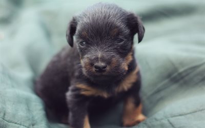 Jagdterrier, 4k, small black puppy, cute animals, black dog, pets, dogs, German Hunting Terrier, German Jagdterrier