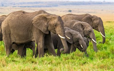 فيل, إفريقيا, عائلة الفيل, قطيع من الفيلة, حيوانات ضارية, -عشب أخضر