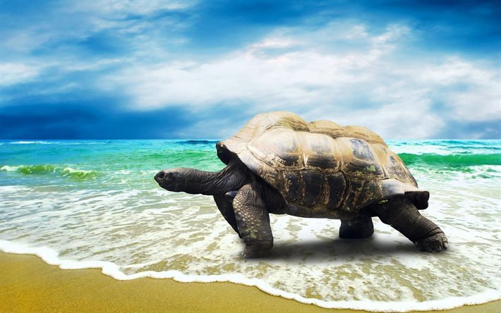 ocean, turtle, beach, sand, Australia, large turtle