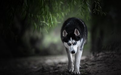 Husky, bokeh, pets, forest, cute animals, Siberian Husky, cute dog, dogs, Siberian Husky Dog
