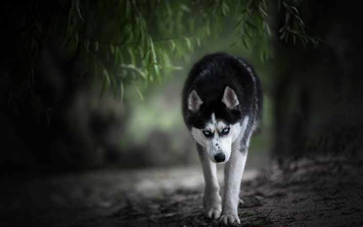 ダウンロード画像 ハスキー ボケ ペット 森林 かわいい動物たち シベリアンハスキー かわいい犬 犬 シベリアンハスキー犬 フリー のピクチャを無料デスクトップの壁紙