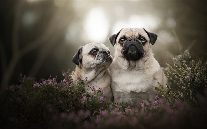 Pug Dog, family, close-up, bokeh, mother and cub, dogs, cute animals, pets, Pug